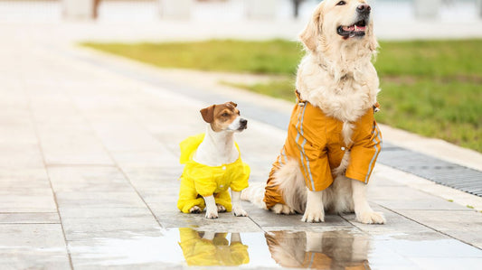 Your Pet's Winter Walk With a Dog Raincoat