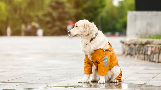 Customizing a Dog Raincoat for Your Pets