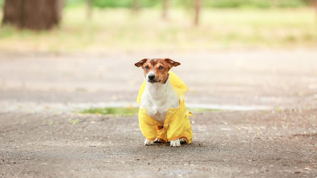 Dog Raincoats Needed During Rainy Season