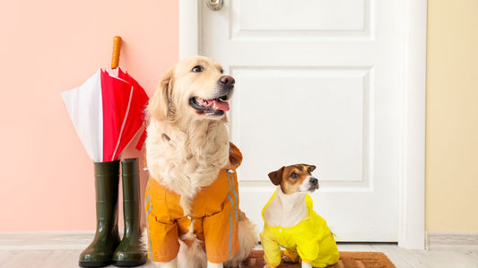 Uses of Dog Raincoats