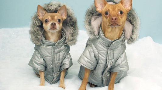 Five Tips on Choosing a Good Dog Coat for Winter