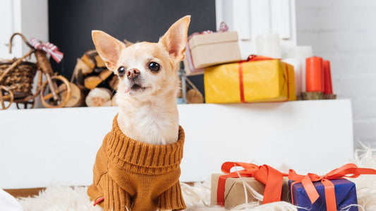 Different Designs of Novelty Dog Sweaters