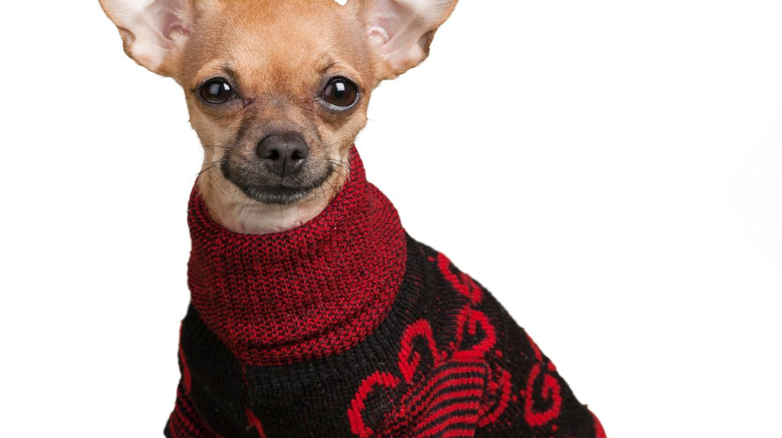 Truths About a Holiday Dog Sweater for Christmas