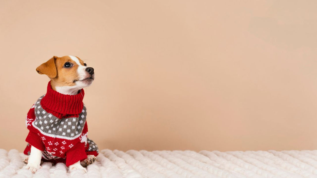 Top 3 Dog Sweaters That Have Cute Designs