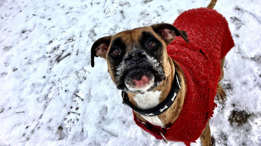 Dog Sweaters for Winter Strolling