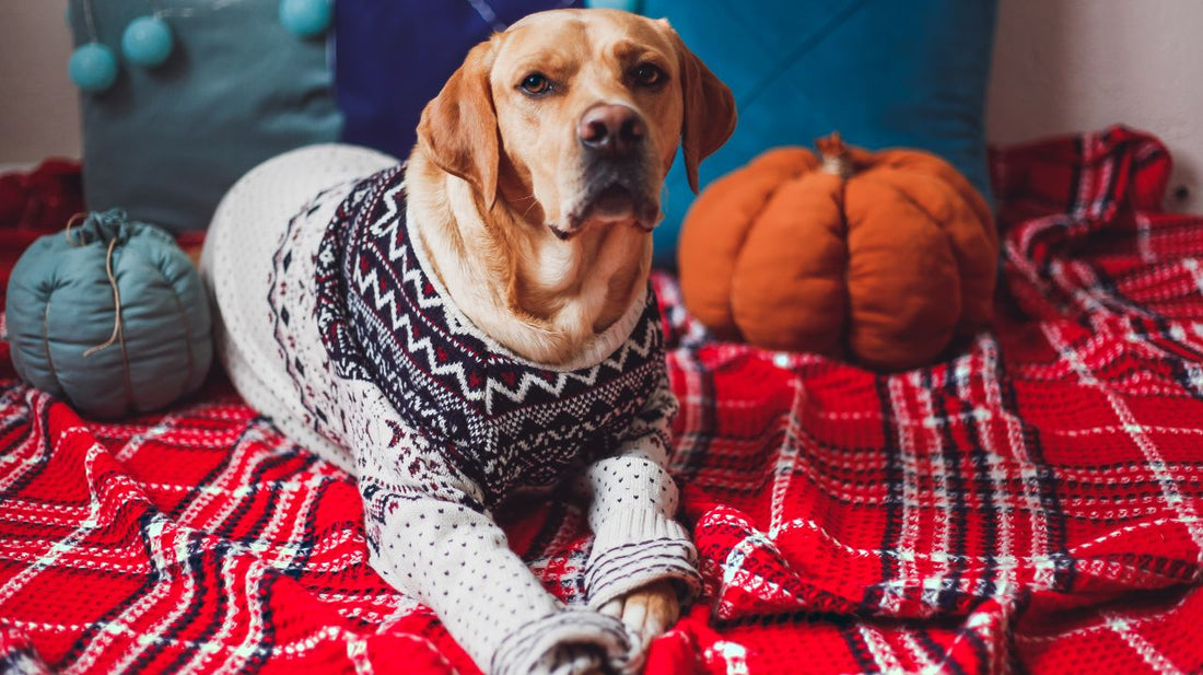 Dog Sweaters Provide Warmth and Comfort