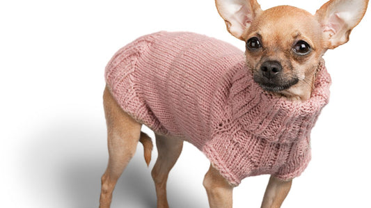 How to Choose a Small Dog Sweater Fit for Your Pooch?