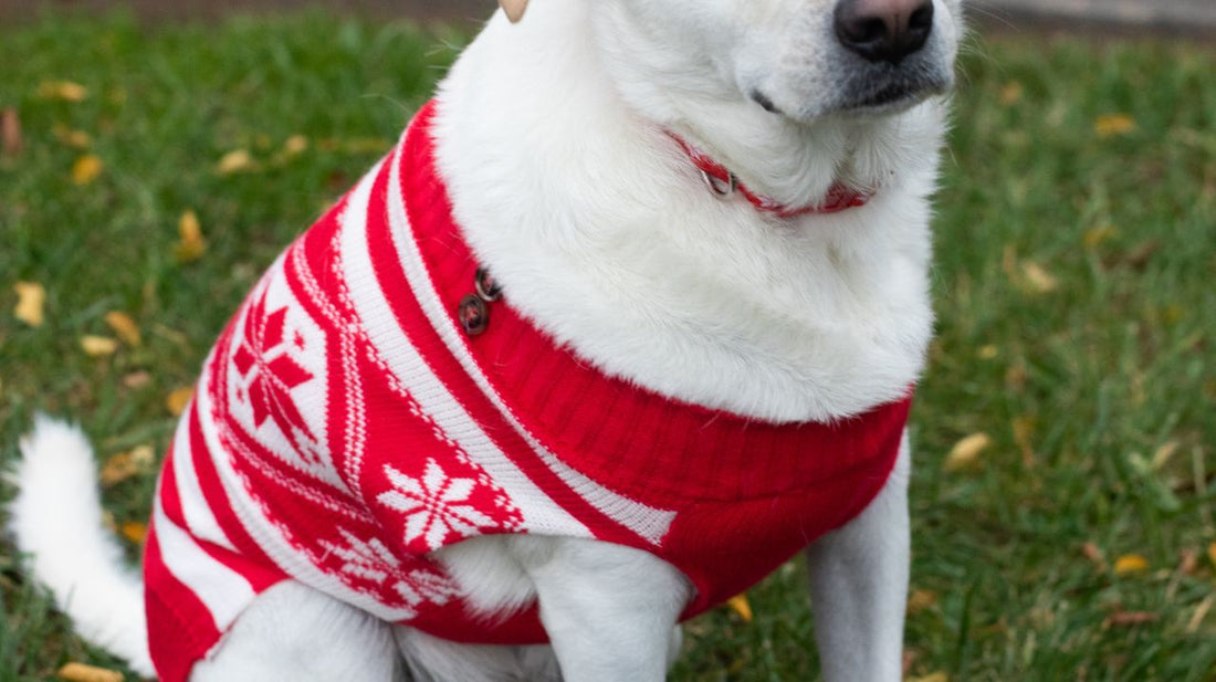 Different Styles for a Dog Sweater