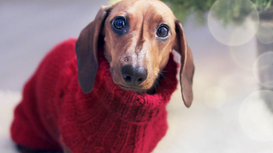 The Best Designs and Colors for a Holiday Dog Sweater