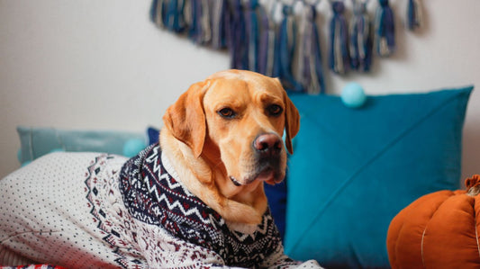 Dog Sweaters - Fun and Fashionable