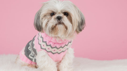 How to Remove the Stinky Odor From Your Small Dog Sweater?