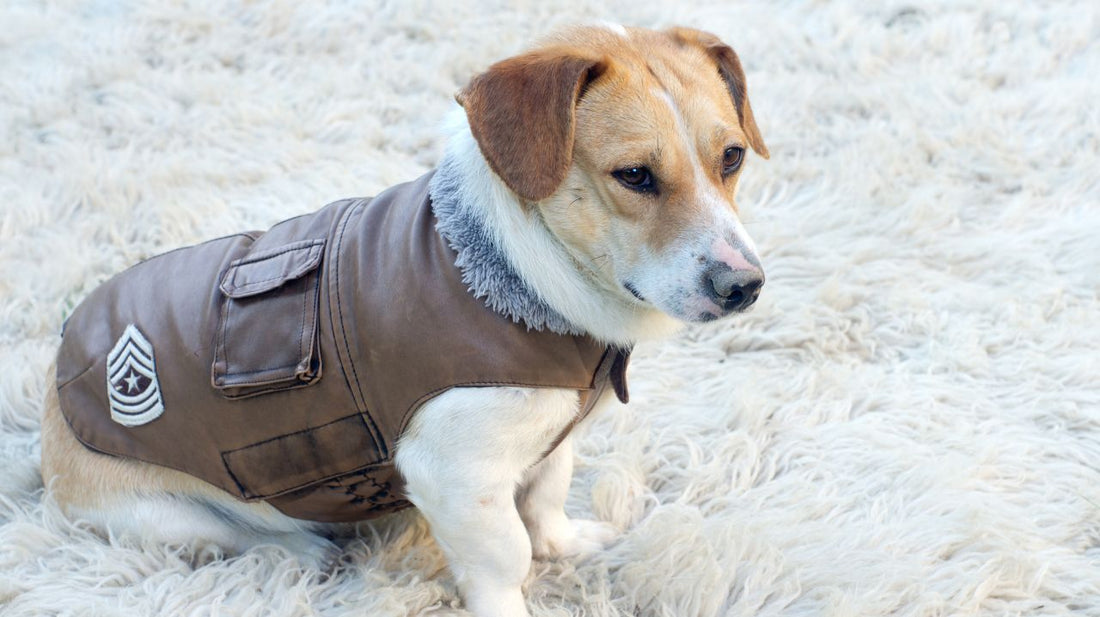 Fashionable Dog Jackets - Beat the Winter Chill