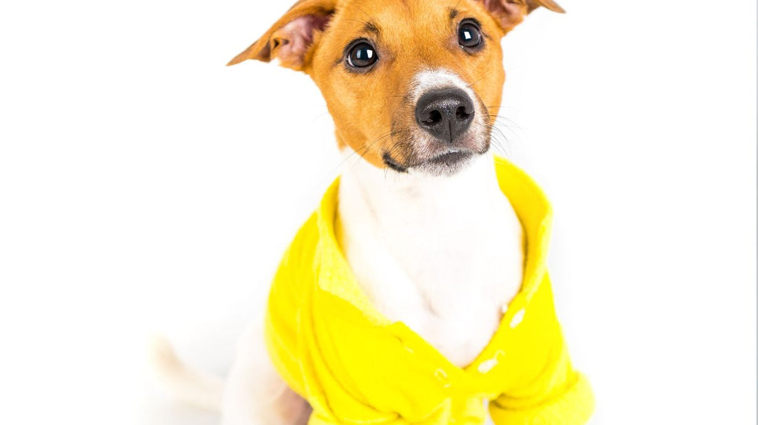 A Homemade Jacket For Your Pet!