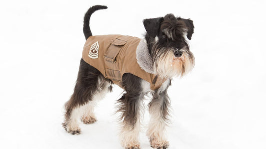 How to Pick the Best Life Jacket For Your Dog?