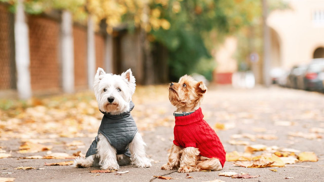 When and Where to Put a Life Jacket on Your Dog?