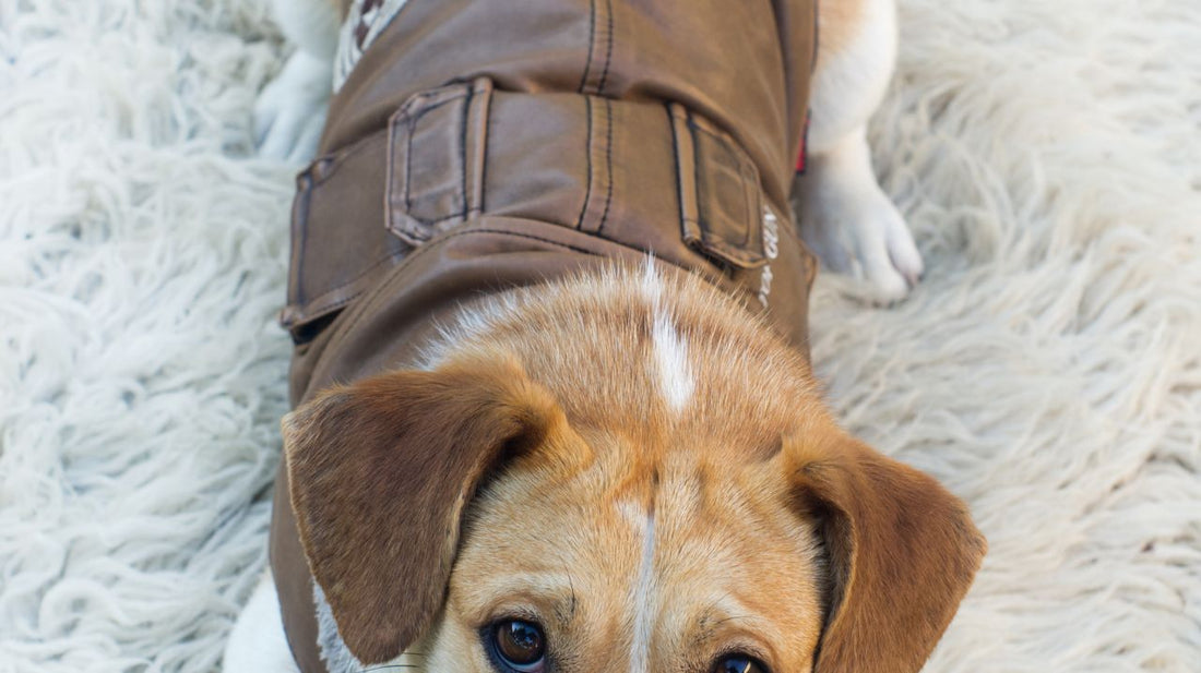 Dog Life Jackets Keep Summer Fun And Safe