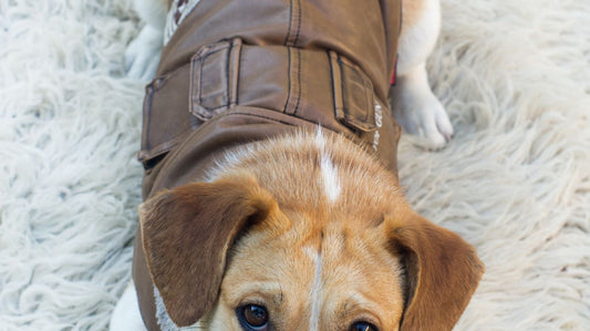 Dog Life Jackets Keep Summer Fun And Safe