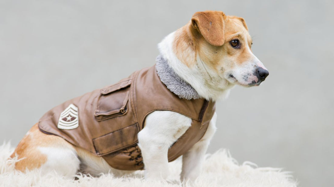 How to Choose a Pet Life Jacket?