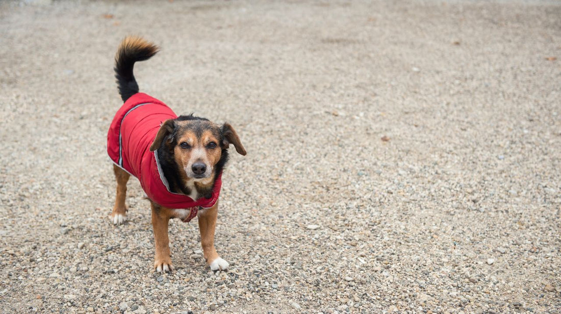 Your Dog Absolutely Needs a Canine Life Jacket