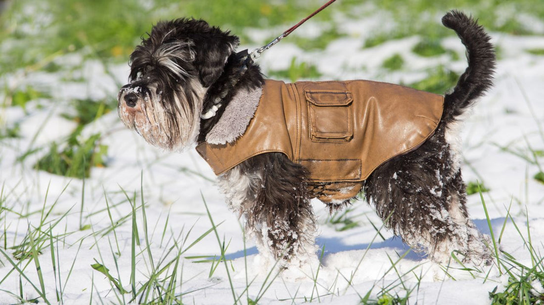 Dog Life Jackets-Don't Let Your Dog Become Another Tragic Statistic