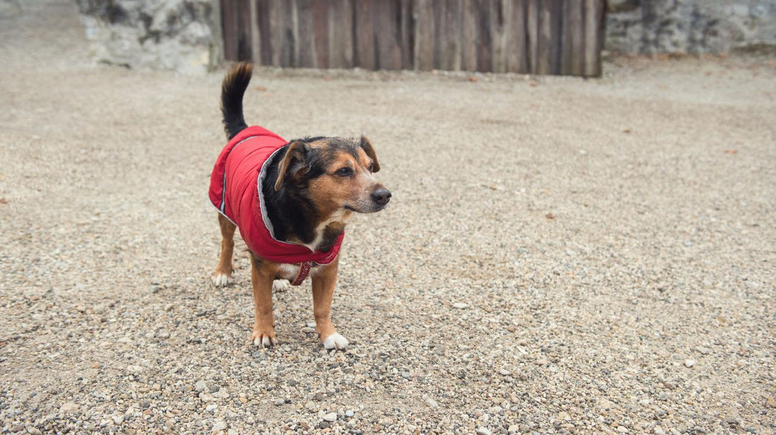 Keeping Your Dog Safe With a Life Jacket