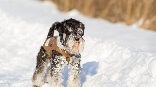 Important Points to Consider When Buying a Dog Life Jacket