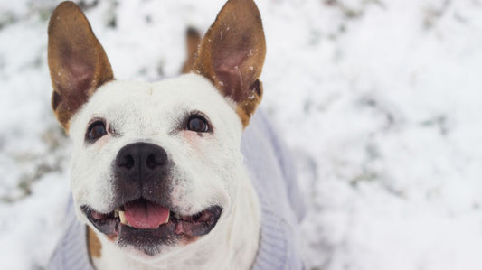 Having a Dog Life Jacket Can Save Your Dog's Life