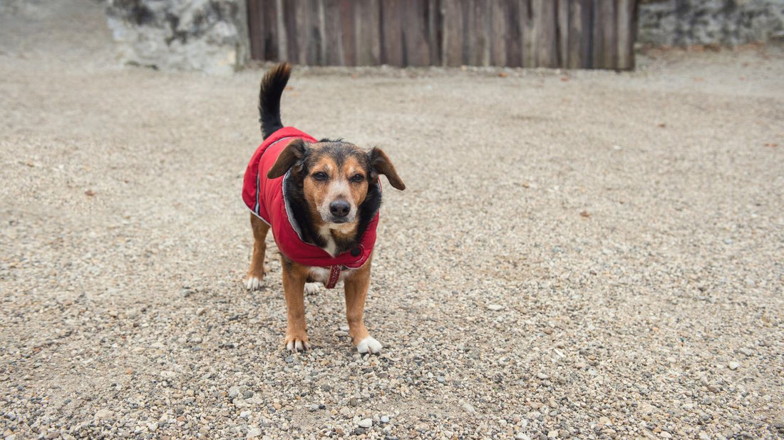 Dog Rain Jacket - Absolute Must Have!