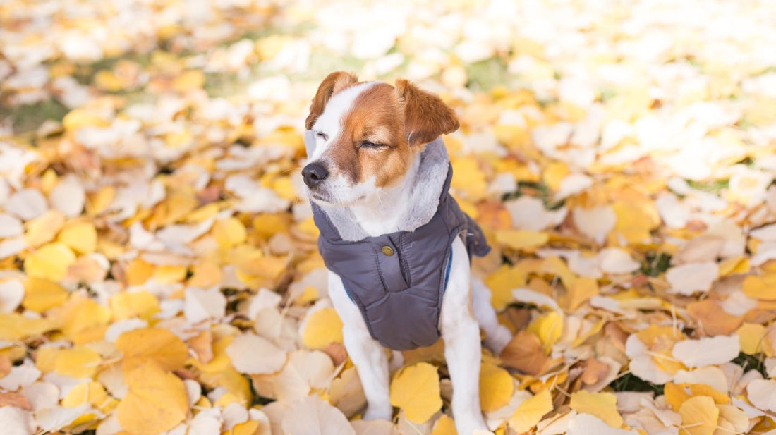 Choosing the Right Dog Coat