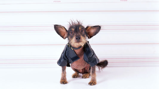 A Dog Life Jacket For Man's Best Friend