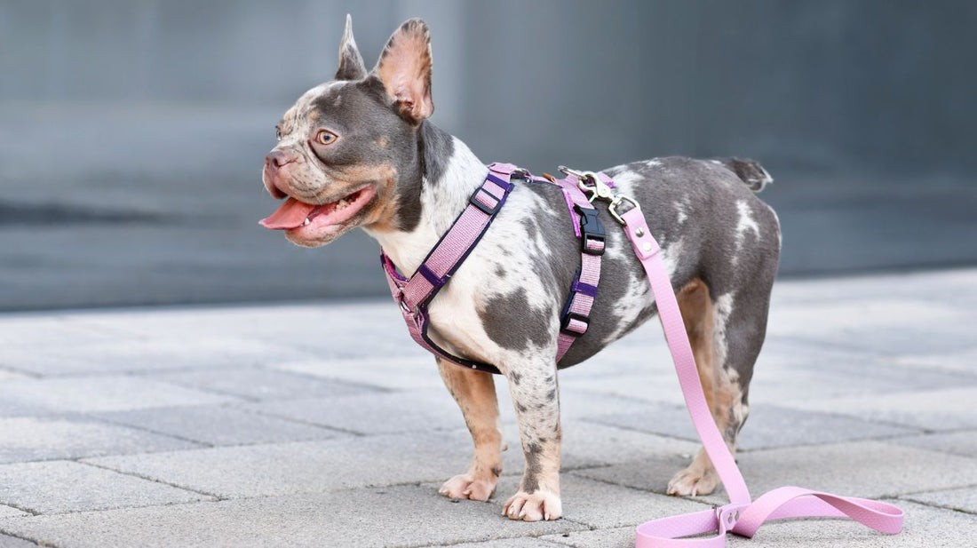 Best Dog Harness for Your Dog