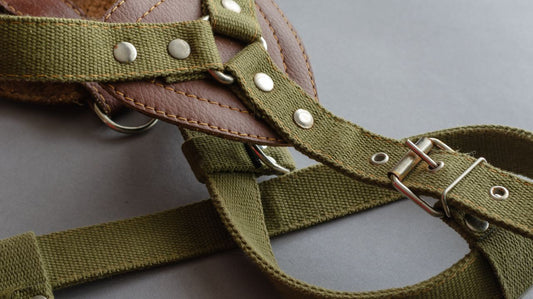 Dog Harnesses For Toy Breeds - A Smart and Stylish Choice