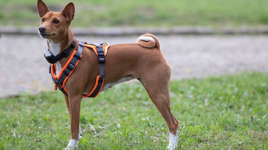 Important Dog Harness Facts