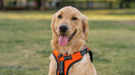 Benefits of a Dog Harness