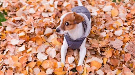 Small Dog Coats: Your Pet's Protection From Cold