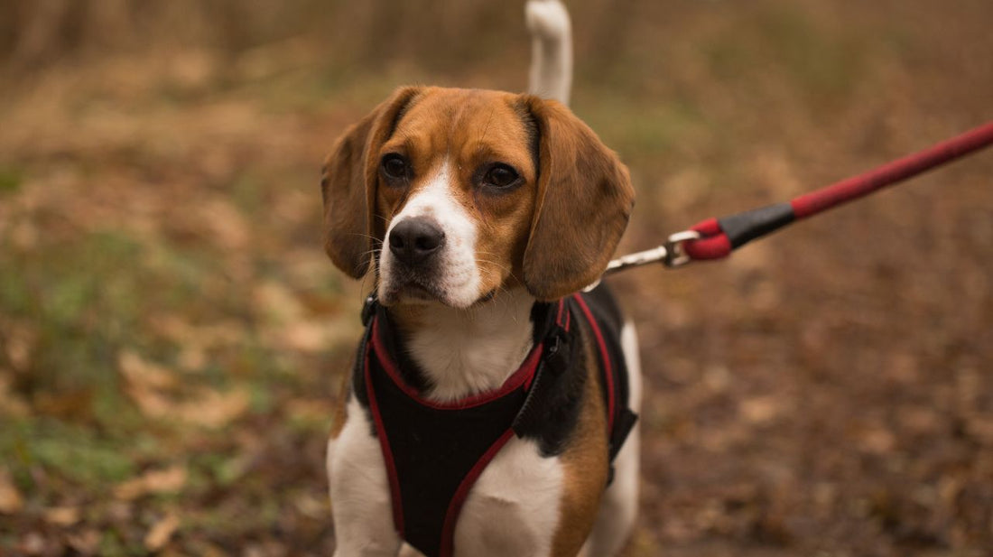 Learn Why You Might Want to Get a Leather Dog Harness