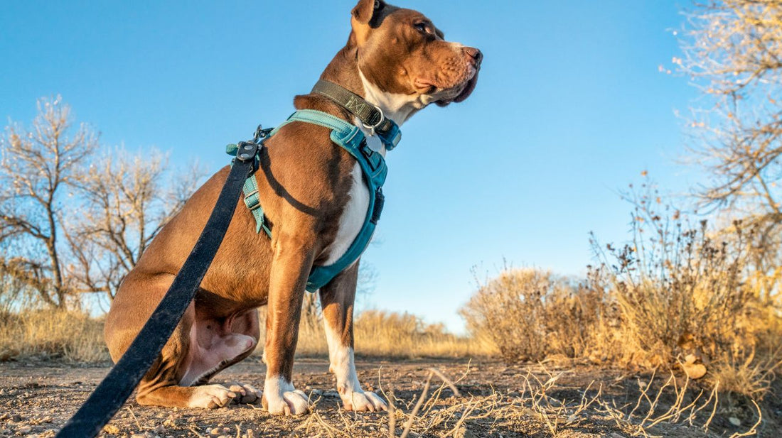 Dog Harnesses