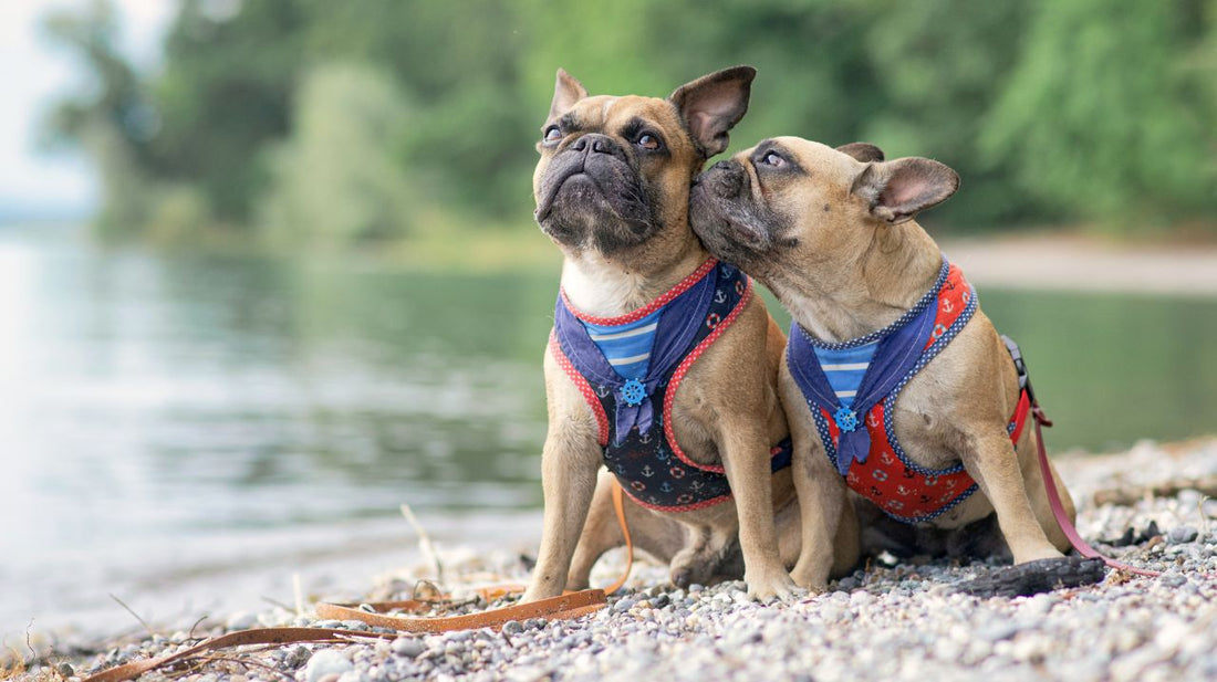 Dog Harnesses Are a Great Choice for Small Dogs