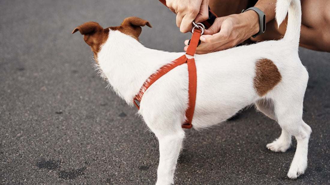 Qualities of a Good Small Dog Harness