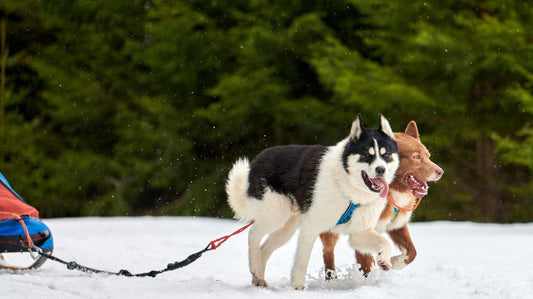 Are Dog Collars Or Dog Harnesses Better For Your Dog?