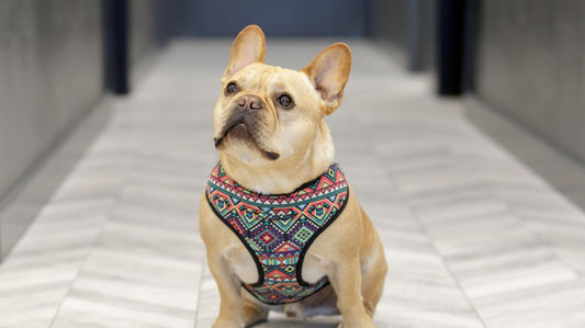 The Ideal Dog Harness For Small Breeds