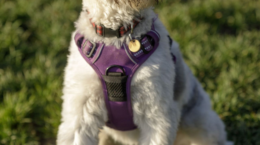 Where Can I Get A Bespoke Leather Dog Harness?