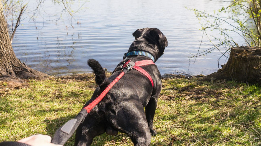 Choose a Soft Dog Harness for Your Small Dog