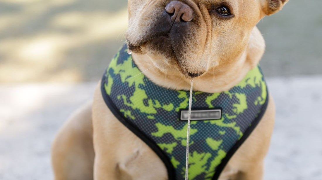 Dog Harnesses - A Good Investment