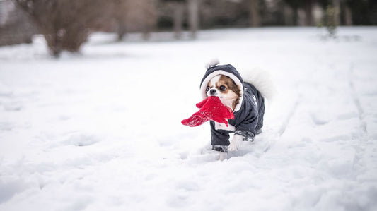 The Dog In Winter - How To Take Care Of Him