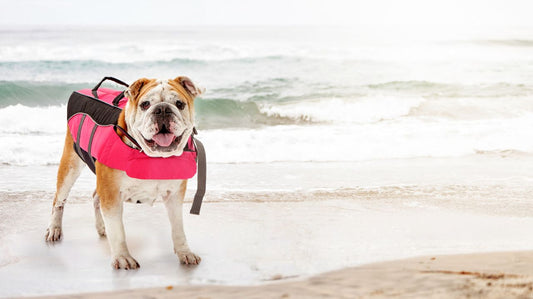 Choosing the Best Dog Life Vest