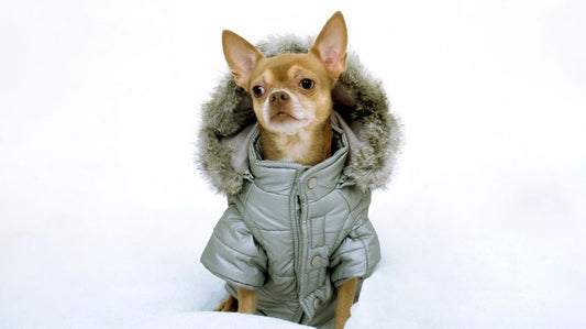 What are the Advantages of Dog Coats For Pets?