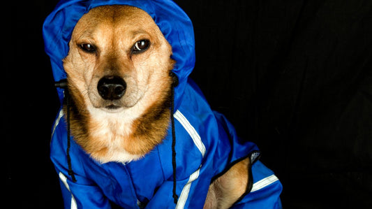 Dog Raincoat - Keeping Your Dog Warm During Rainy Season