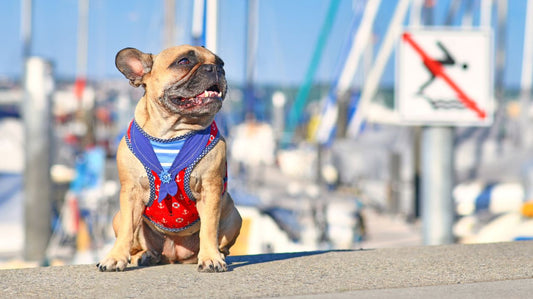 Why Pet Owners Should Choose To Use A Reflective Dog Harness?