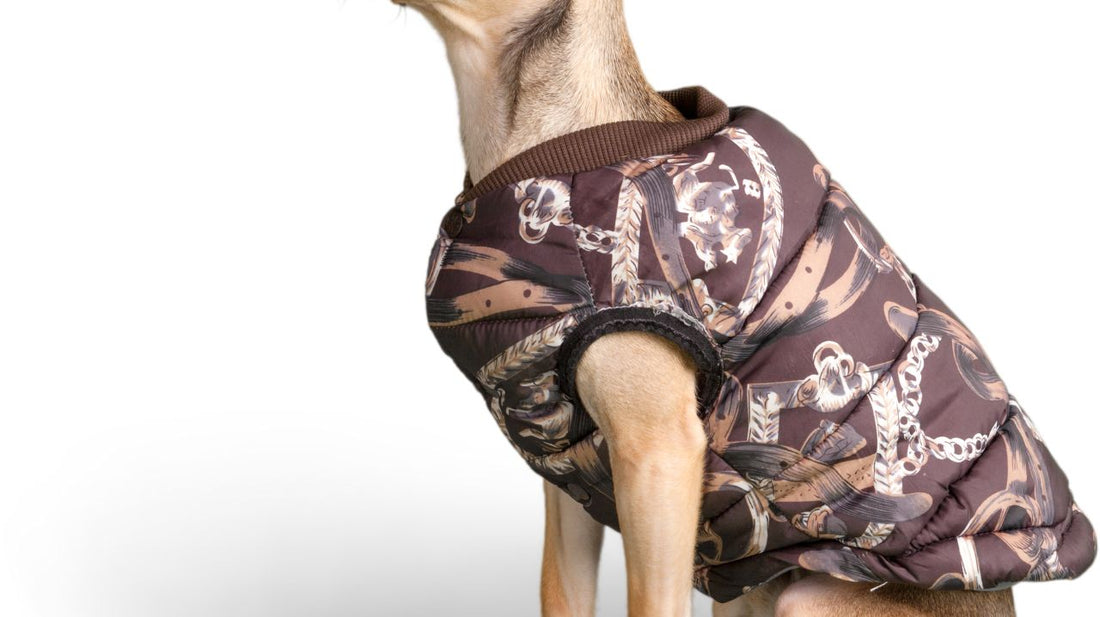 The Life Vests For Your Dog Come in a Variety of Styles